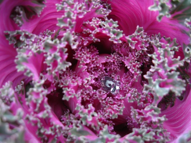 Red kale cradling a water drop.